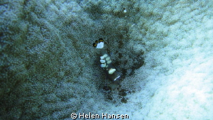 amazing dive by Helen Hansen 